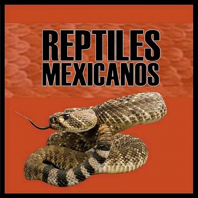 Foto de perfil Facebook Reptiles Mexicanos